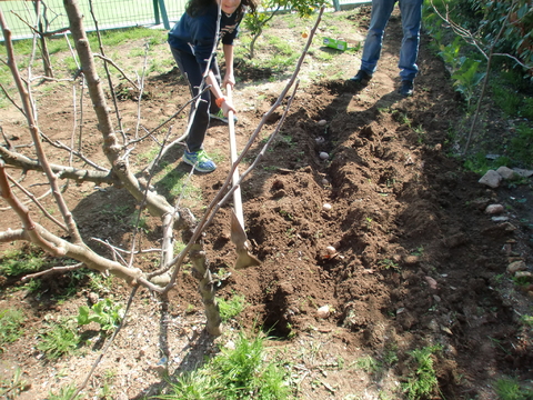 A preparar o solo para plantar batatas.